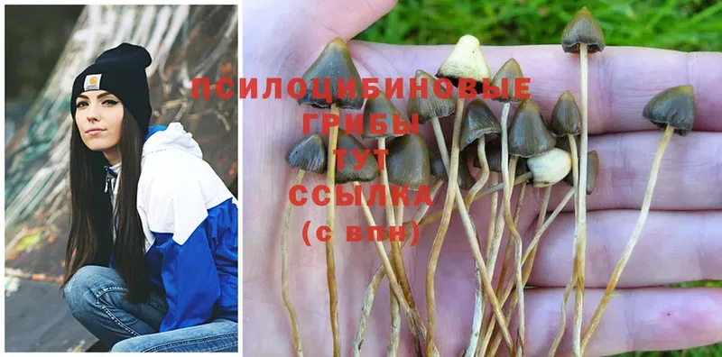 Псилоцибиновые грибы Psilocybine cubensis  купить наркотик  Давлеканово 